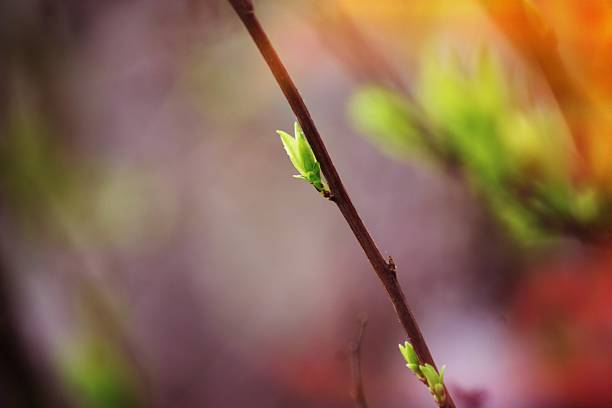 istock Branch of Honeysuckle leaf, glowing sunny day 515170715