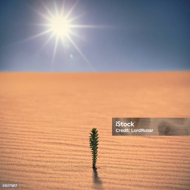 Growth In The Desert Stock Photo - Download Image Now - Adversity, Achievement, Arid Climate