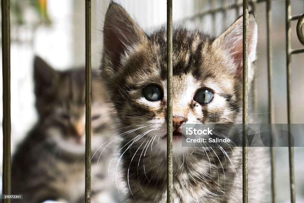Kitten cat & kittens looking to you from the cageKitten looking to you from the cage Domestic Cat Stock Photo