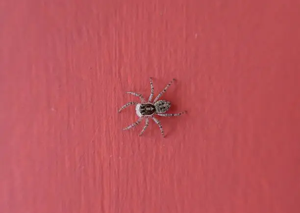 A spider on the wall