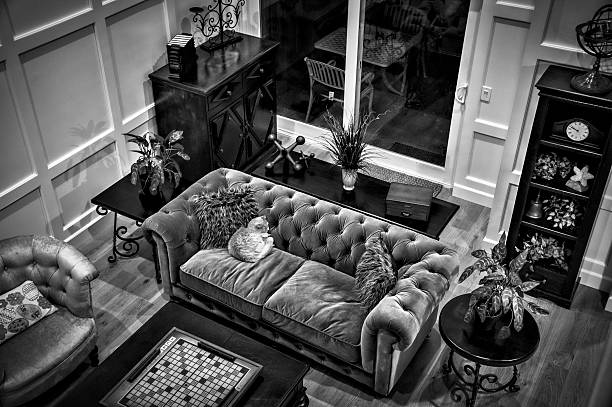 istock Cat Relaxing on a Sofa in Black and White 515186370