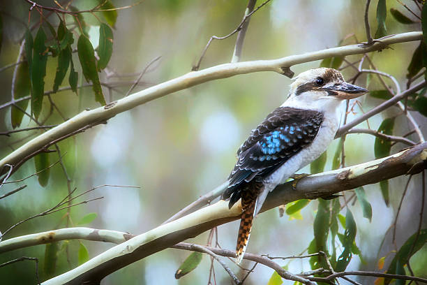 Laughing Kookaburra sat in the gum tree Australian native laughing kookaburra perched in a eucalyptus tree kookaburra stock pictures, royalty-free photos & images