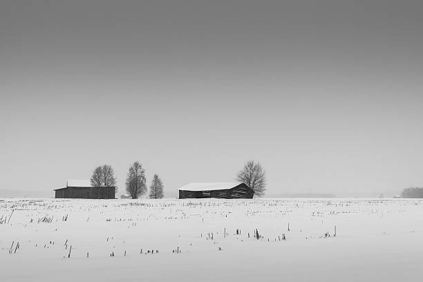 деревья и коровники в снег - winter finland agriculture barn стоковые фото и изображения