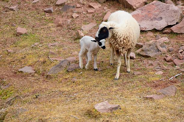 Moroccan Lambkin and Ewe Flocks of lamb are almost everywhere in Morocco and its early spring so we have a relatively recent addition to the flock with this lambkin being tended to by its Ewe on a rocky slope in the Atlas Mountains meek as a lamb stock pictures, royalty-free photos & images