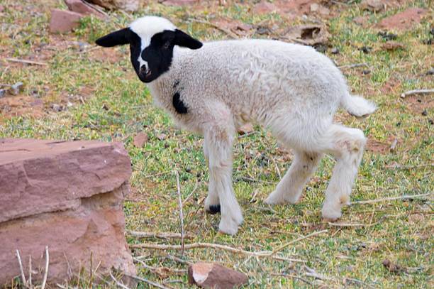 Wobbly Moroccan Lambkin Flocks of lamb are almost everywhere in Morocco and its early spring so we have a relatively recent addition to the flock with this lambkin on wobbly legs meek as a lamb stock pictures, royalty-free photos & images