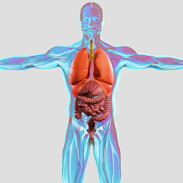 istock Anatomy male torso front showing intestines.Vibrant colors.On light background. 515190332