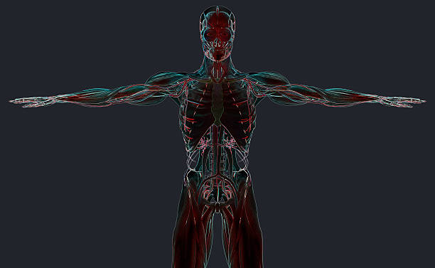 istock Male anatomy illustration. Torso front. Delicate colors. 515192496