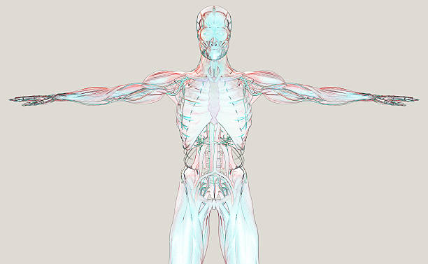 istock Male anatomy illustration. Torso front. Delicate colors. 515192628