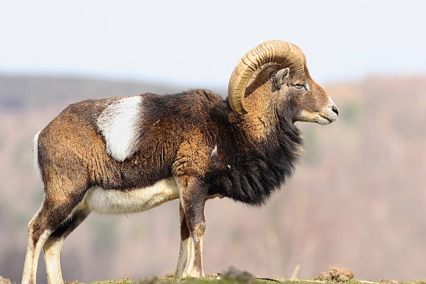 istock beautiful majestic mouflon ram 515194384