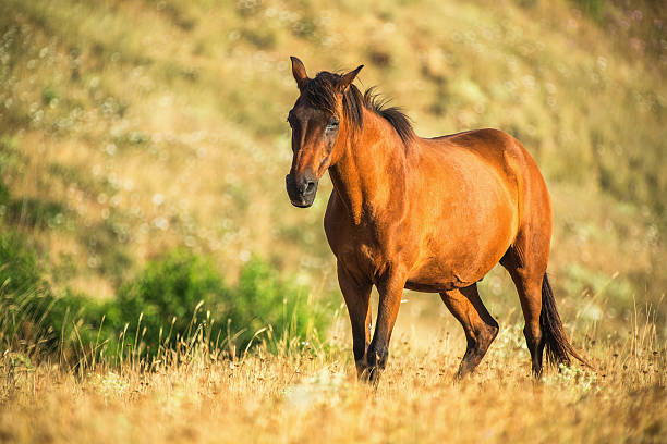 istock Wild horse on pasture at sunrise 515194616