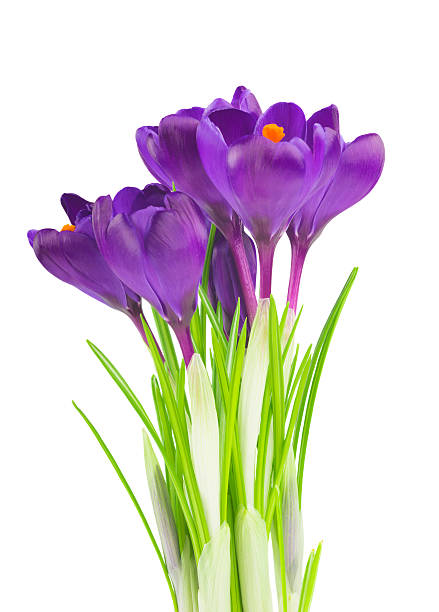 istock Crocus flower in the spring isolated on white 515195374