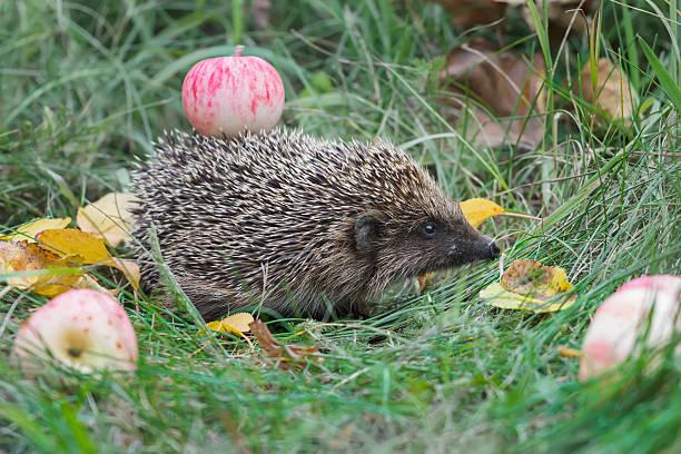 istock Hedgehog walking in garden and carrying apple on its spines 515196196