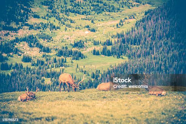 Elks Meadow Stock Photo - Download Image Now - Animal, Animal Wildlife, Animals In The Wild
