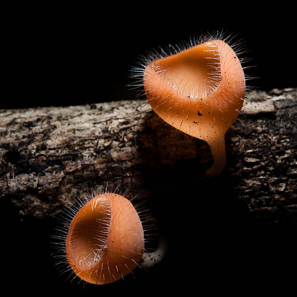 istock red Champagne mushrooms (Fungi Cup) 515196605