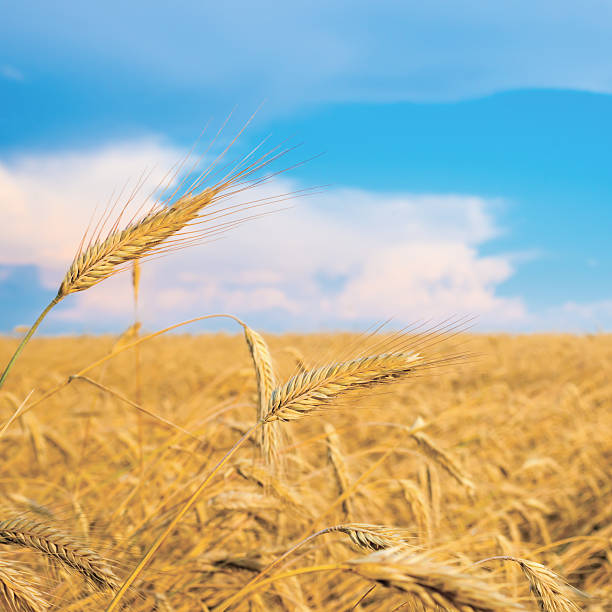 su un picco di grano dorato con cielo blu sfondo sfocato - oat farm grass barley foto e immagini stock
