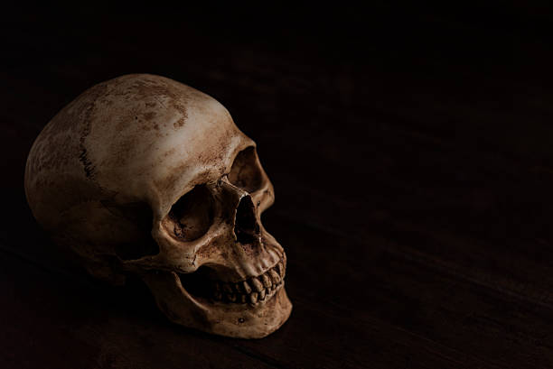 istock still life photography with skull 515198008