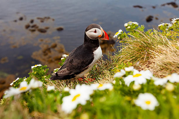 istock Cute Atlantic puffin in Iceland 515198022