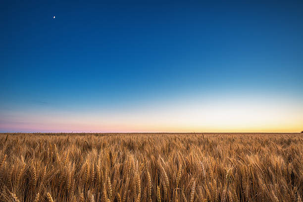 istock Golden wheat field and blue sky 515198320