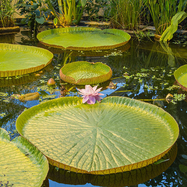 Water lily in the lake