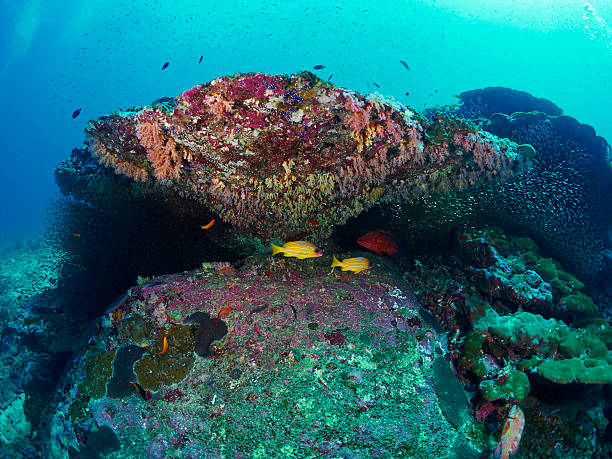 istock blue-stripe snappers and coral groupe 515199216
