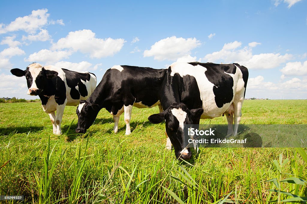 Dutch cows Dutch cows in the meadow Agricultural Field Stock Photo
