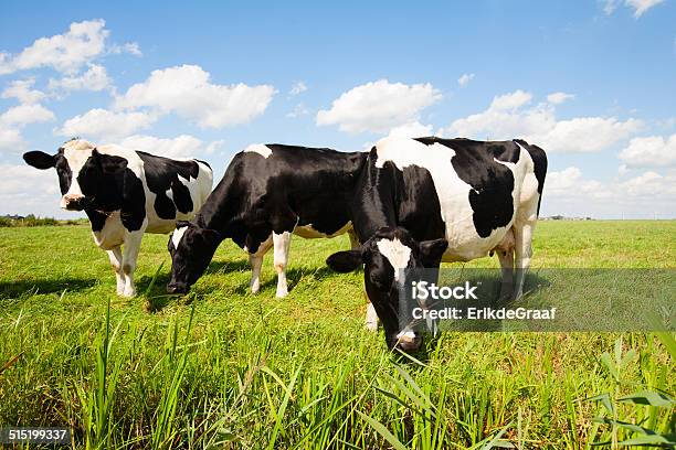 Dutch Cows Stock Photo - Download Image Now - Agricultural Field, Agriculture, Animal