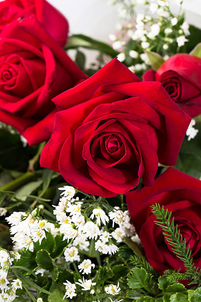 istock Holland roses close up 515199747