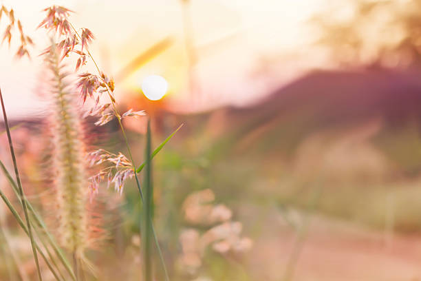 istock Romantic pink colour tone nature view and sunset 515199866