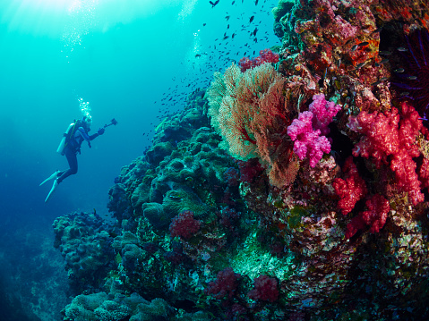 View of the stunning marine life with a female scuba diver in Little Cayman Island, Cayman Islands