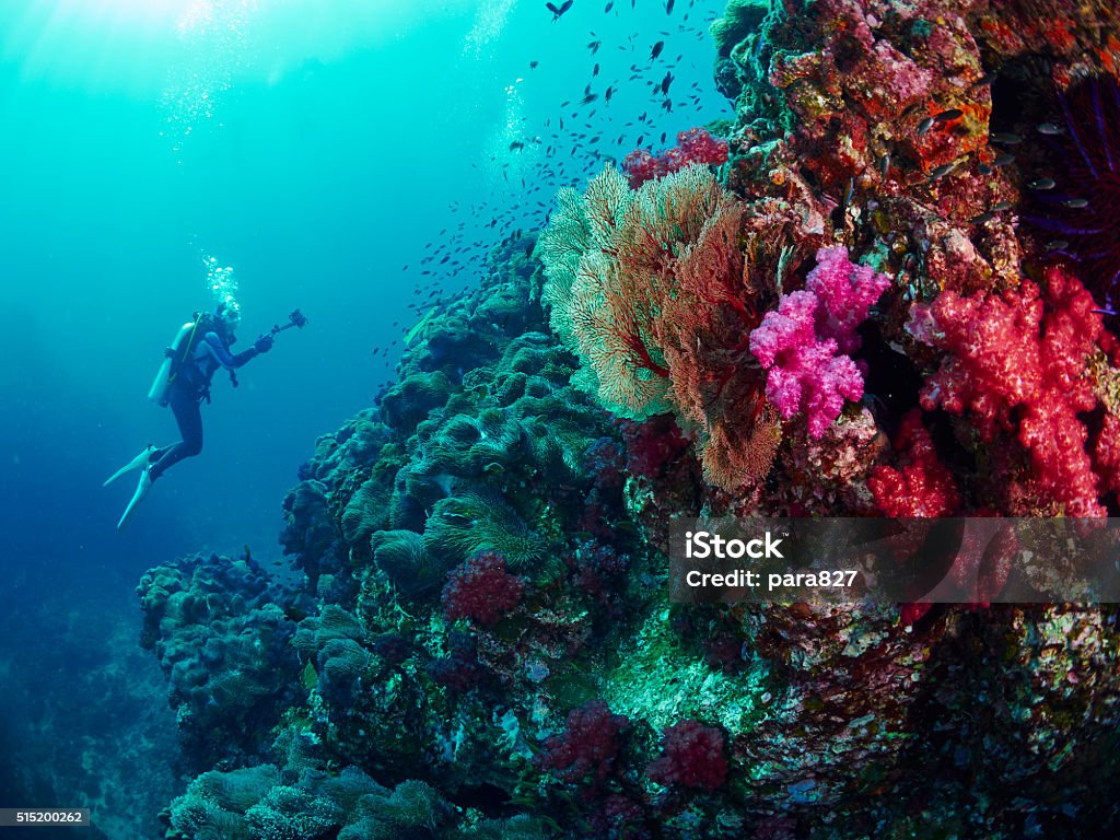 diver with coral Scuba divers  with reef coral in the similan, Thailand Scuba Diving Stock Photo
