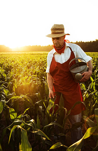 istock desperate farmer want to irrigate maize field with watering can 515200931