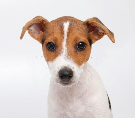 Young parson russell terrier
