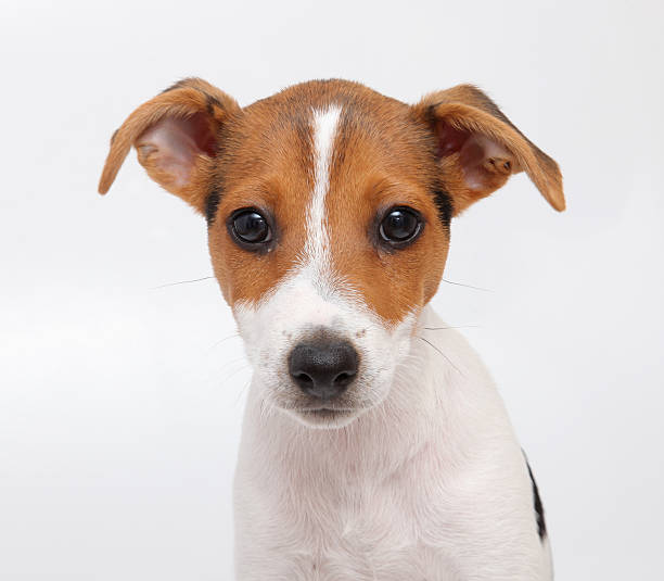 Parson Ter 1,300+ Parson Terrier Stock Photos, Pictures & Royalty-Free Images - iStock