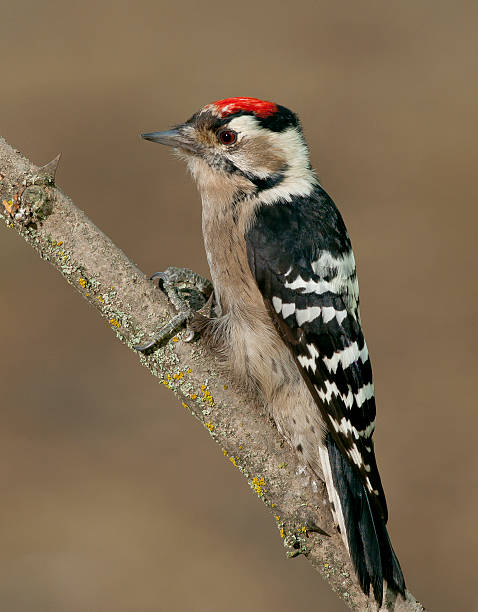 lesser spotted woodpecker (Picoides minor) lesser spotted woodpecker (Picoides minor) on a branch lesser spotted woodpecker stock pictures, royalty-free photos & images