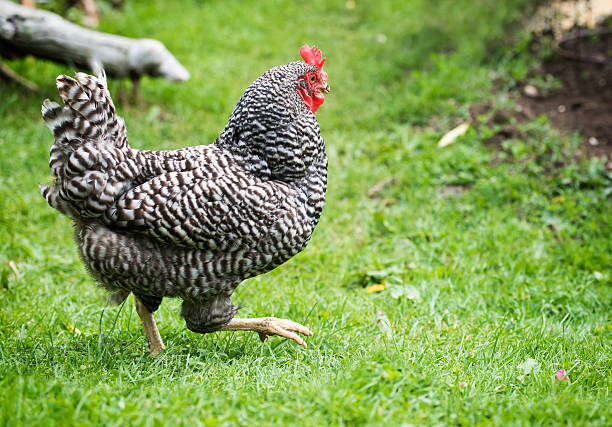 Free Range Dominique Chicken A close up of a free range Dominique chicken strutting outside on a farm. bantam stock pictures, royalty-free photos & images