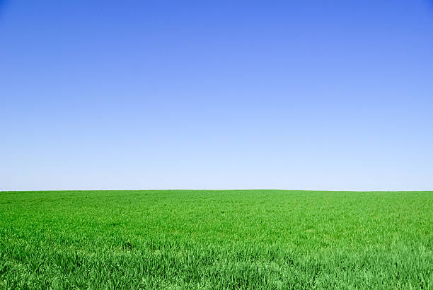 Green field on the background of the blue sky Green field on the background of the blue sky winter rye stock pictures, royalty-free photos & images