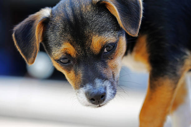istock Dog Jack Russell crossed with Mini Fox Terrier puppy 515203299