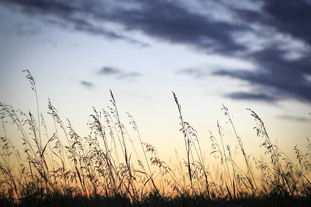 Prarie grass at sunset stock photo