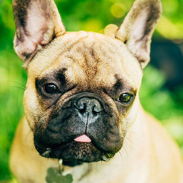istock Dog French Bulldog 515219387
