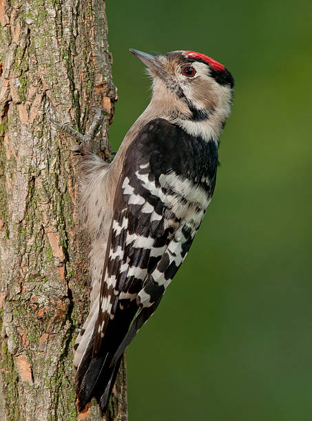 lesser spotted woodpecker (Picoides minor) lesser spotted woodpecker (Picoides minor) on the barrel of tree lesser spotted woodpecker stock pictures, royalty-free photos & images