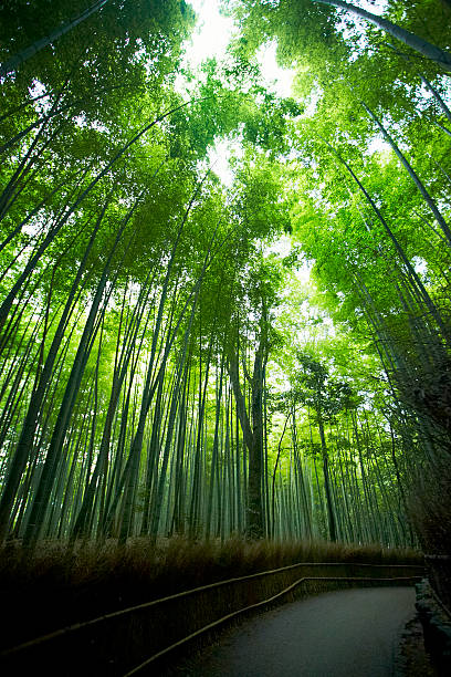 아라시야마 뱀부 포레스트 - footpath single lane road bamboo bamboo shoot 뉴스 사진 이미지