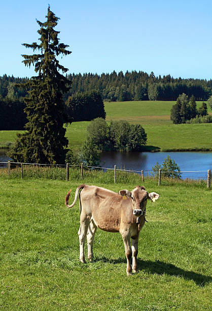 young calf a young calf on the meadow aufzucht stock pictures, royalty-free photos & images