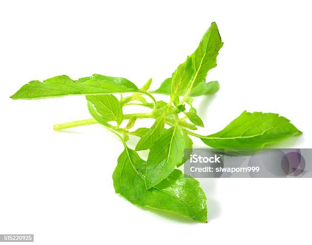 Holy Basil Or Tulsi Leaves Isolated Over White Background Stock Photo - Download Image Now