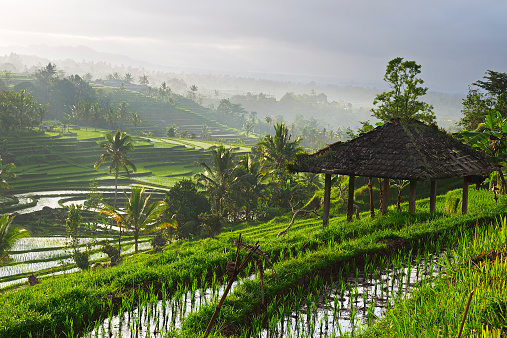 Nature walk in green rice terrace. Tourist group of retirees, kids trekking by path with beautiful view of Balinese traditional fields. Travel adventure with child, family vacation in Bali, Indonesia