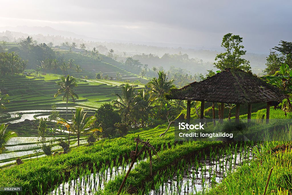 Rice paddy Rice paddy at sunrise, Bali, Indonesia Ubud Stock Photo