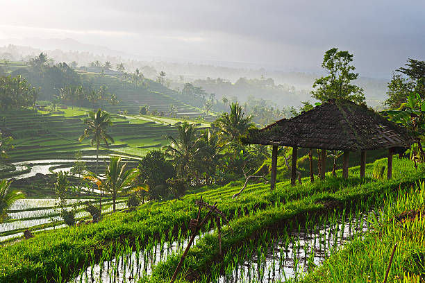 Rice paddy Rice paddy at sunrise, Bali, Indonesia ubud photos stock pictures, royalty-free photos & images