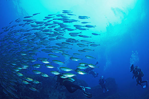 istock School mackerel fish underwater in Koh Tao, Thailand 515222107