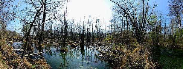 istock nature landscape with swamp panorama 515222251