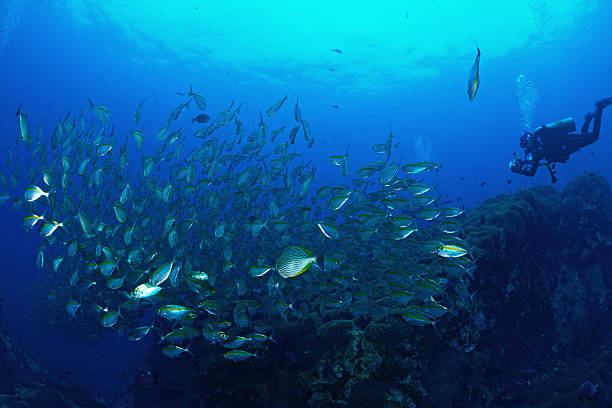 istock School mackerel fish underwater in Koh Tao, Thailand 515222325