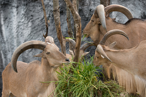 male and female barbary sheep eating green grass